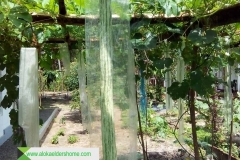 එළවළු වගාව  Cultivation of vegetables 