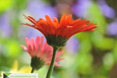 එළවළු සහ මල් වගාව Cultivation of vegetables and flowers